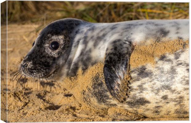 Norfolk Seal Pup Canvas Print by Steve Lansdell