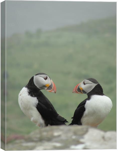 Puffin Therapy!                                Canvas Print by alan todd
