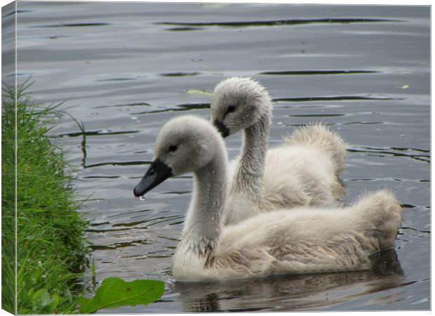 Swan Lake                                Canvas Print by alan todd