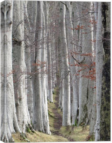 Woods for the Trees                                Canvas Print by alan todd