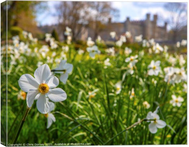 Daffodils at Leeds Castle in Kent, UK Canvas Print by Chris Dorney