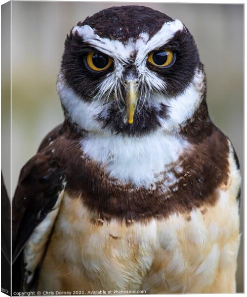 Spectacled Owl Canvas Print by Chris Dorney