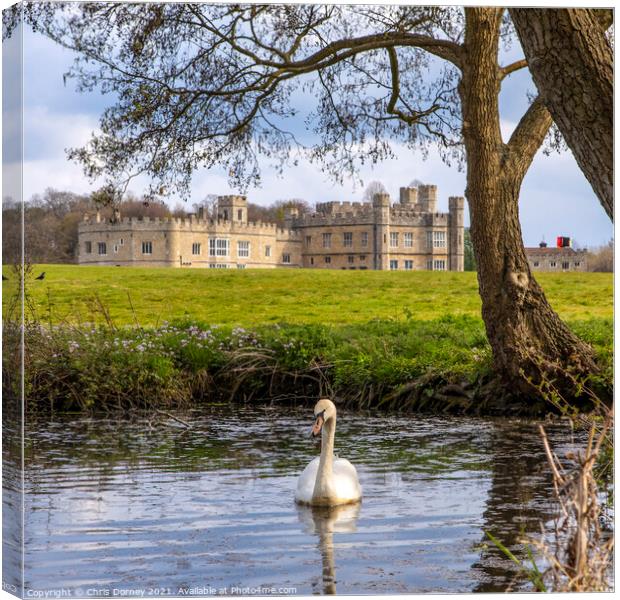 Swan at Leeds Castle in Kent, UK Canvas Print by Chris Dorney