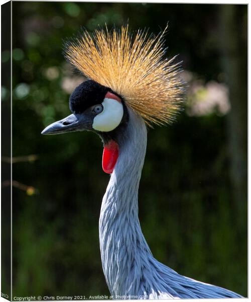 Grey Crowned Crane Canvas Print by Chris Dorney