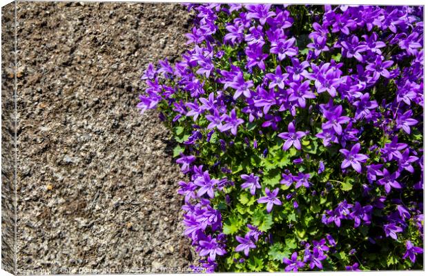 Purple Wild Flowers on a Wall in Polperro, Cornwall Canvas Print by Chris Dorney