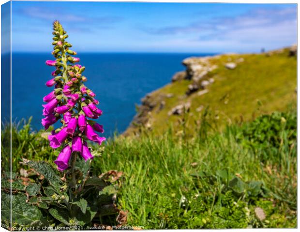 Foxglove Flowers at Tintagel Castle in Cornwall, UK Canvas Print by Chris Dorney