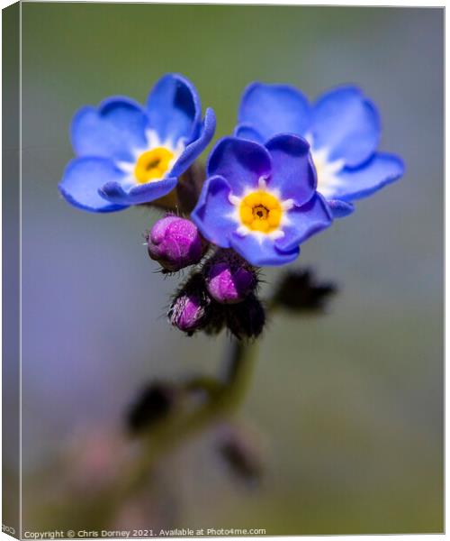 Alpine Forget-Me-Not Flowers Canvas Print by Chris Dorney