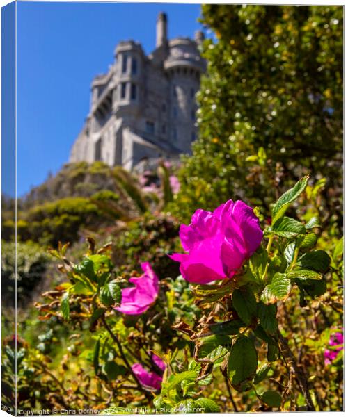 Flower at St. Michaels Mount in Cornwall, UK Canvas Print by Chris Dorney