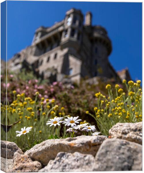 Daisies in Bloom at St. Michaels Mount in Cornwall, UK Canvas Print by Chris Dorney