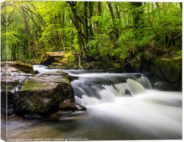 Cascade at Golitha Falls in Cornwall, UK Canvas Print by Chris Dorney