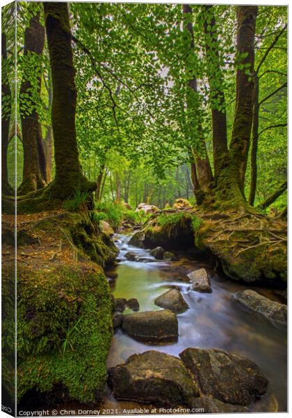 Stream off of the River Fowey in Cornwall, UK Canvas Print by Chris Dorney