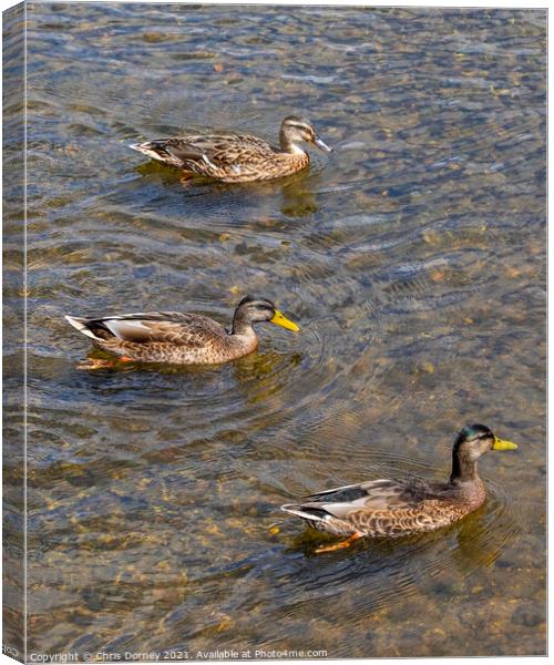 Ducks on the River Stour in Dedham, Essex Canvas Print by Chris Dorney