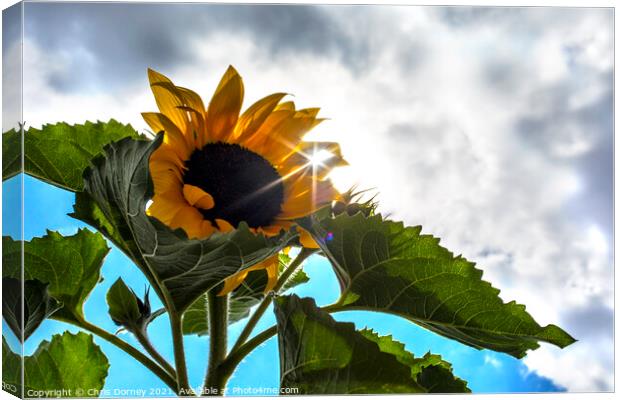 Sunflower Canvas Print by Chris Dorney
