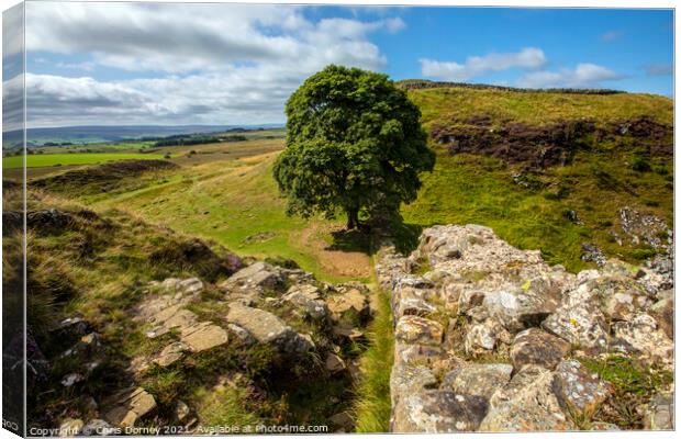 Sycamore Gap in Northumberland, UK Canvas Print by Chris Dorney