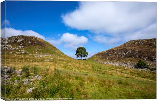 Sycamore Gap in Northumberland, UK Canvas Print by Chris Dorney