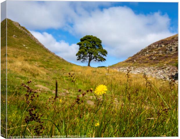 Sycamore Gap in Northumberland, UK Canvas Print by Chris Dorney
