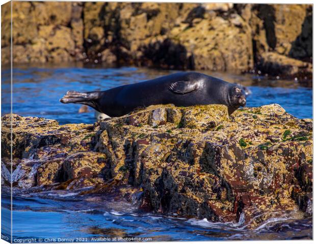 Seal on the Farne Islands in the UK Canvas Print by Chris Dorney