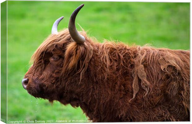 Highland Cow in Scotland, UK Canvas Print by Chris Dorney