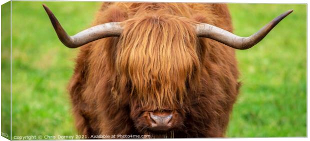 Highland Cow in Scotland, UK Canvas Print by Chris Dorney