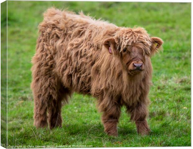 Highland Cattle Calf in Scotland, UK Canvas Print by Chris Dorney
