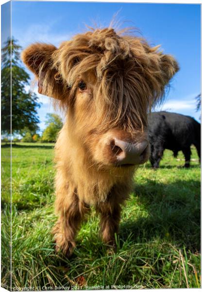 Highland Cattle Calf in Scotland, UK Canvas Print by Chris Dorney