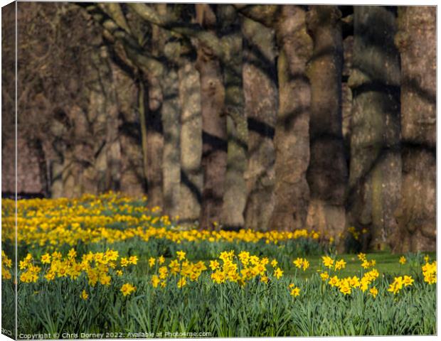 Daffodils in St. Jamess Park in London, UK Canvas Print by Chris Dorney