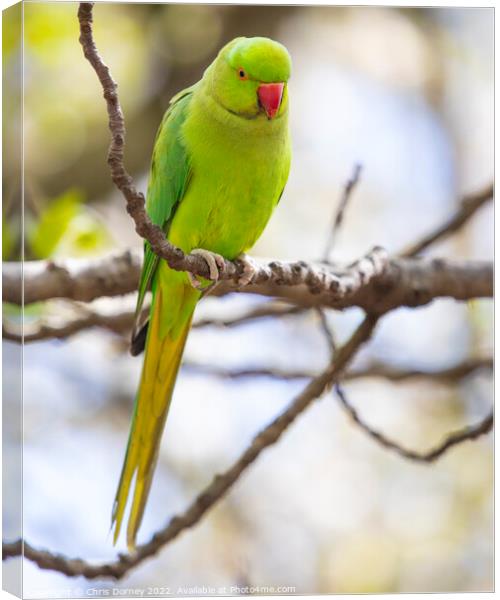 Green Parakeet in a Park in London, UK Canvas Print by Chris Dorney