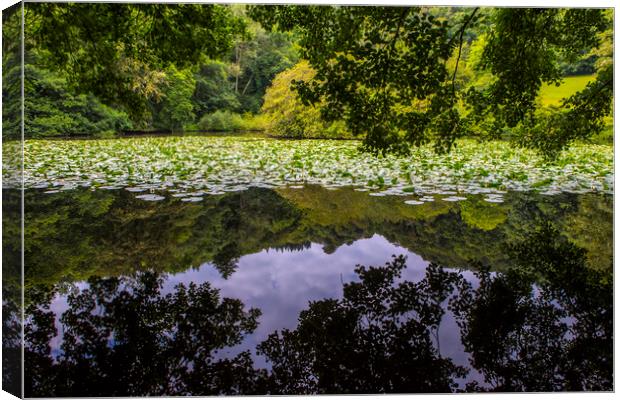 Lily Lake at Canonteign in Devon Canvas Print by Chris Dorney