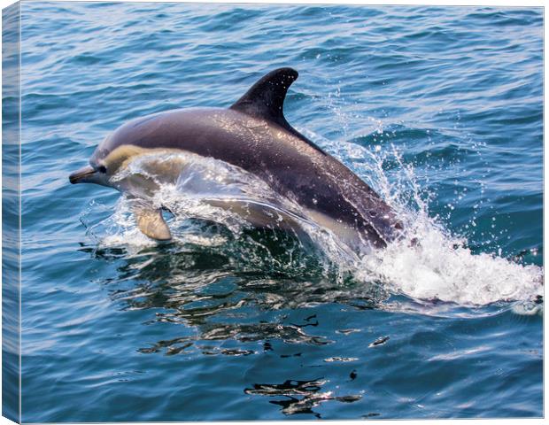 Dolphin in Portugal Canvas Print by Chris Dorney