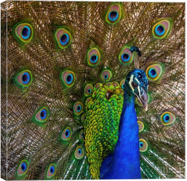 Peacock Canvas Print by Chris Dorney