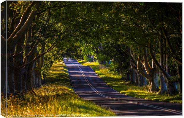 Beech Tree Avenue Near Wimborne in Dorset Canvas Print by Chris Dorney