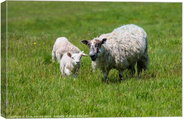 Sheep and Lamb Canvas Print by Chris Dorney