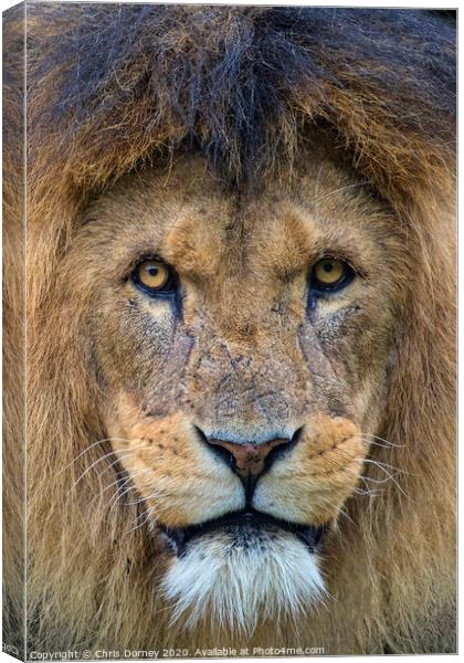 Lion Looking into the Camera Canvas Print by Chris Dorney