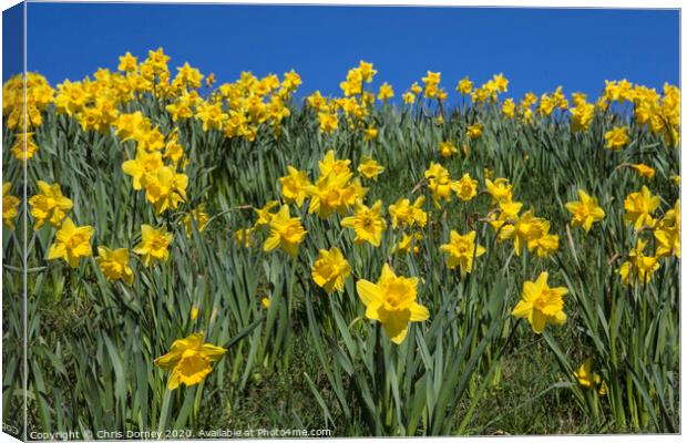 Daffodils in the Springtime Canvas Print by Chris Dorney