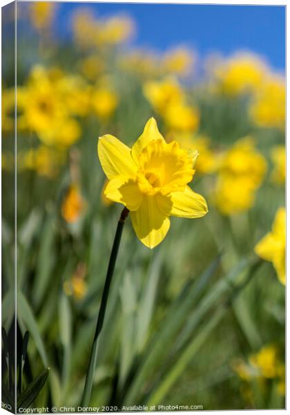 Daffodil Flower During the Spring Season Canvas Print by Chris Dorney