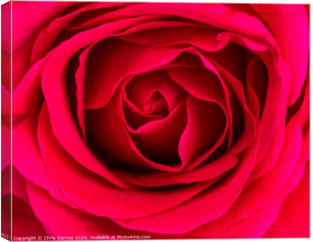 Red Rose Canvas Print by Chris Dorney