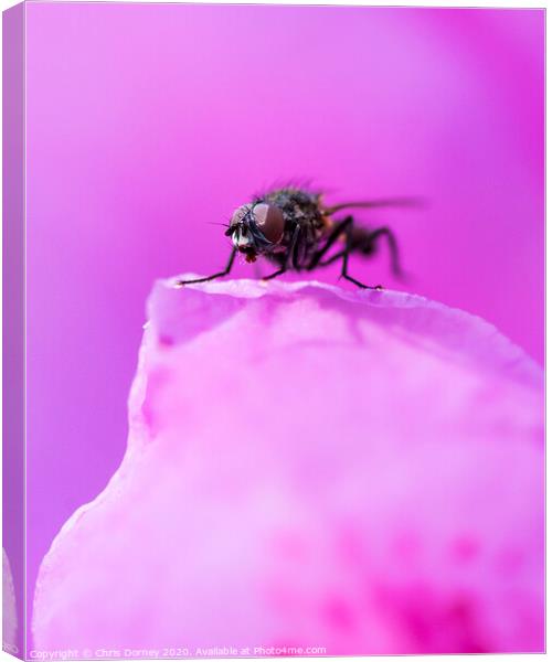 Close-up of a Fly Canvas Print by Chris Dorney