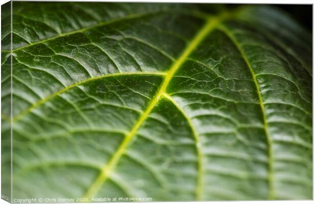 Extreme close-up of a Leaf Canvas Print by Chris Dorney