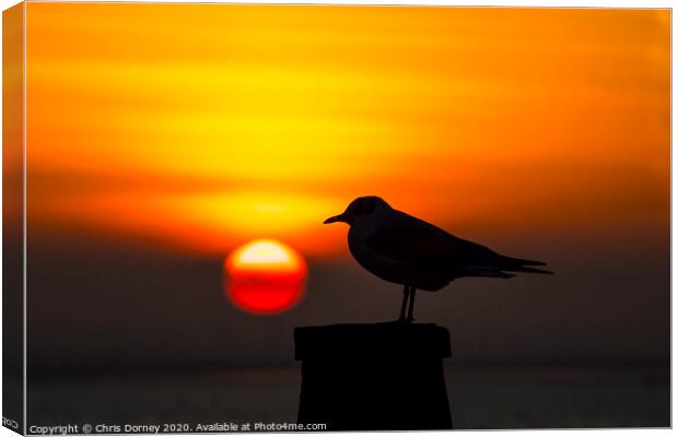 Seagull and the Setting Sun in Whitstable Canvas Print by Chris Dorney