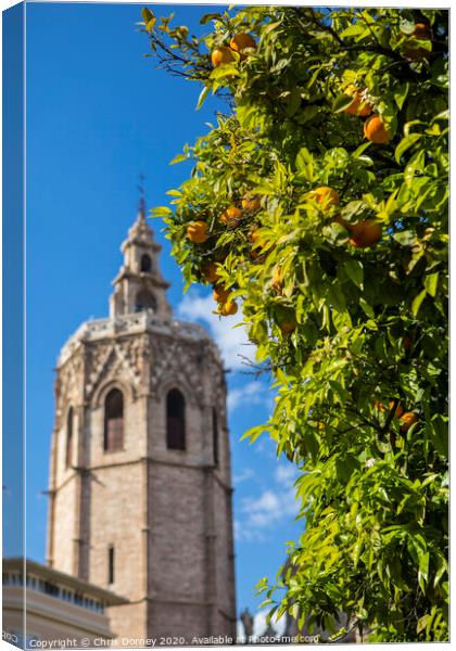 Orange Trees in Valencia Canvas Print by Chris Dorney