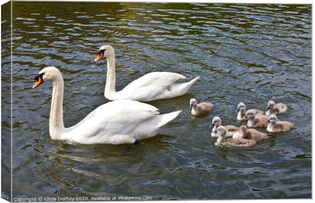 Swans with their Cygnets Canvas Print by Chris Dorney