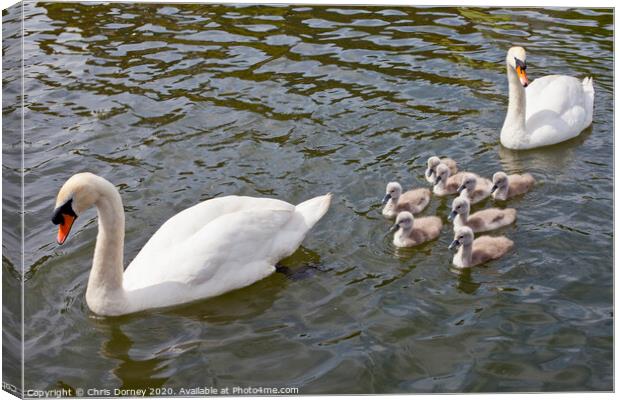 Swans with their Cygnets Canvas Print by Chris Dorney