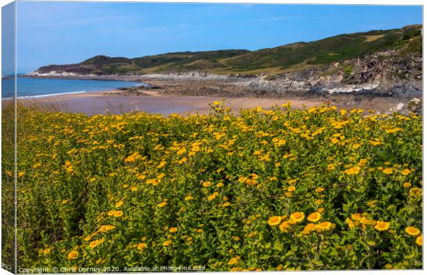 Barricane Beach in North Devon Canvas Print by Chris Dorney