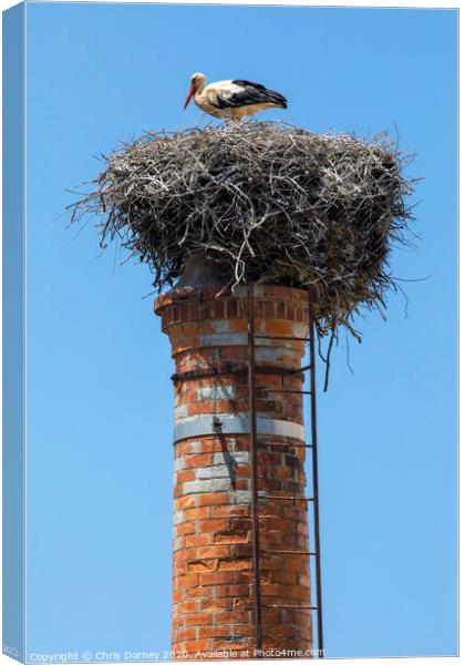 Crane bird in Portugal Canvas Print by Chris Dorney