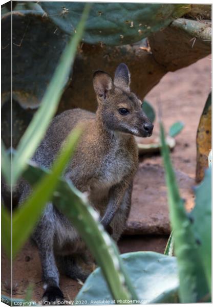 Wallaby Canvas Print by Chris Dorney