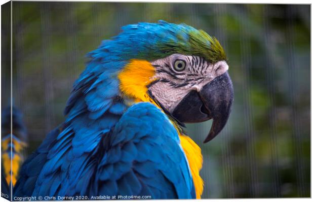 Macaw Parrot Canvas Print by Chris Dorney