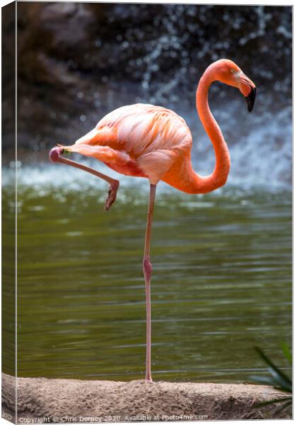 Flamingo Canvas Print by Chris Dorney