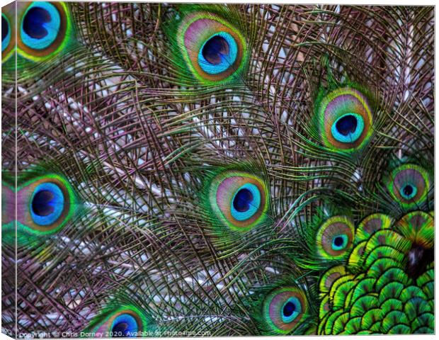 Peacock Feathers Canvas Print by Chris Dorney