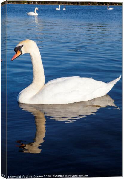 Swans on the Round Pond in Kensington Gardens Canvas Print by Chris Dorney