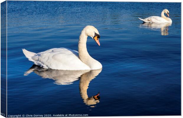 Swans on the Round Pond in Kensington Gardens Canvas Print by Chris Dorney